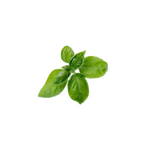 Wkład nasienny Lingot (pietruszka) Veritable