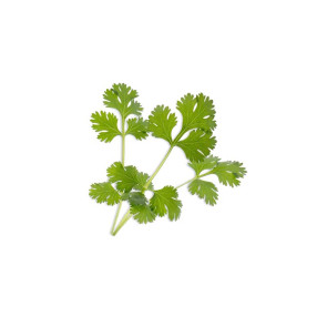 Wkład nasienny Lingot (koper) Veritable