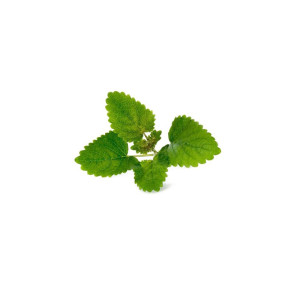 Wkład nasienny Lingot (mini papryka) Veritable 