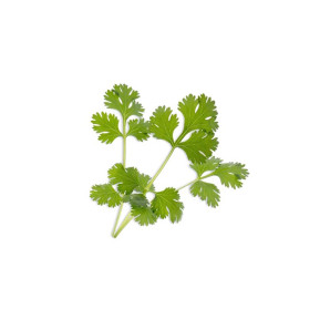 Wkład nasienny Lingot (kolendra) Veritable