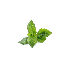 Wkład nasienny Lingot (mięta) Veritable