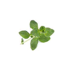 Wkład nasienny Lingot (oregano) Veritable