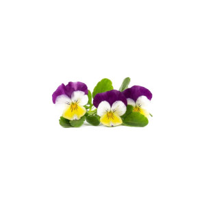 Wkład nasienny Lingot (bratki) Veritable