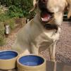 Miska na karmę lub wodę dla psa Mason Cash