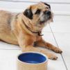 Miska na karmę lub wodę dla psa Mason Cash